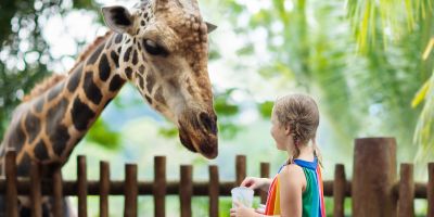 Singapore Zoo & Night Safari