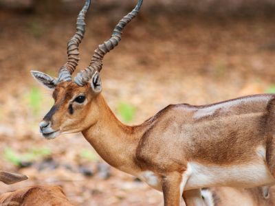 Arignar Anna Zoological Park