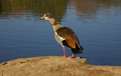 Johannesburg Zoo