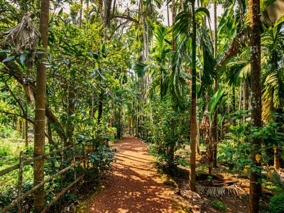 Spice Plantations
