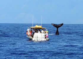 Maui adventure sports